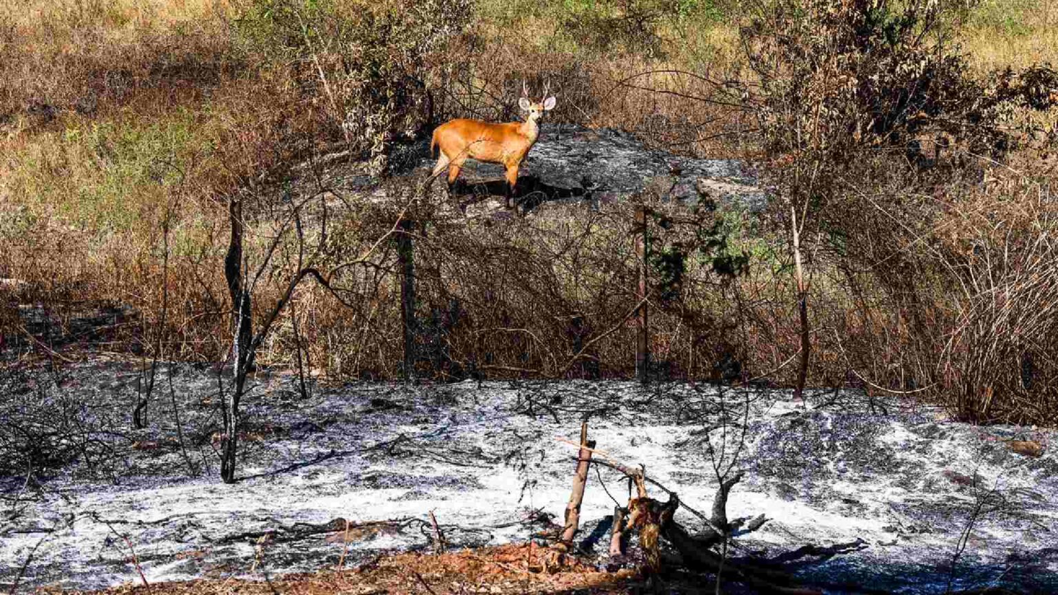 Mato Grosso do Sul lidera perda de água no Brasil e acende alerta para agravamento da seca no Pantanal