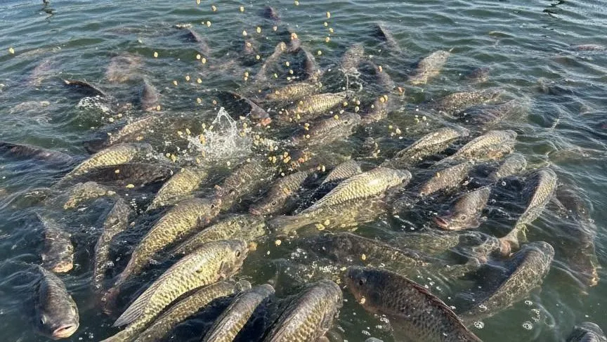 Indústria de pescados tenta barrar tarifa de 25% dos EUA