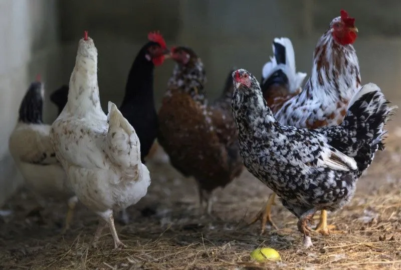 Onda de calor na França mata milhares de aves em granjas