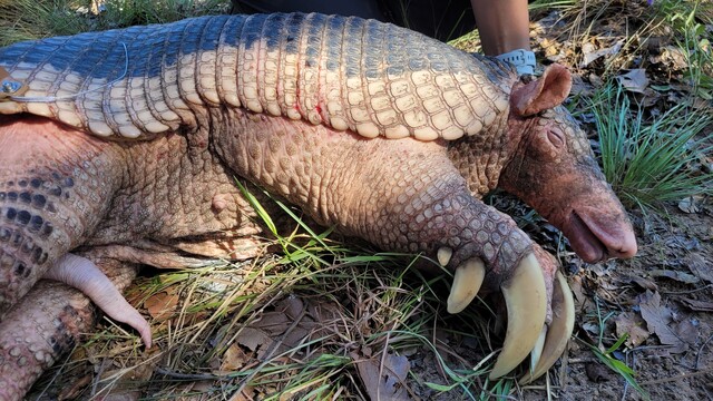 Pesquisa no Pantanal avança para desvendar a reprodução do tatu-canastra