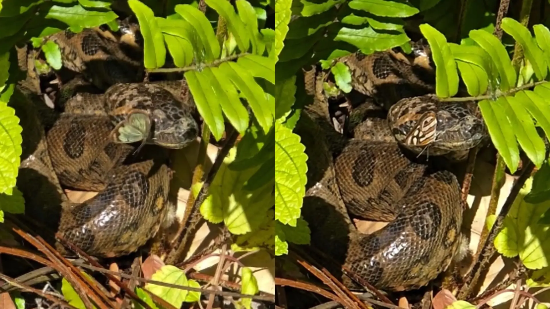 Se deu mal? Borboleta ‘desafia’ sucuri em cena inusitada da natureza de MS