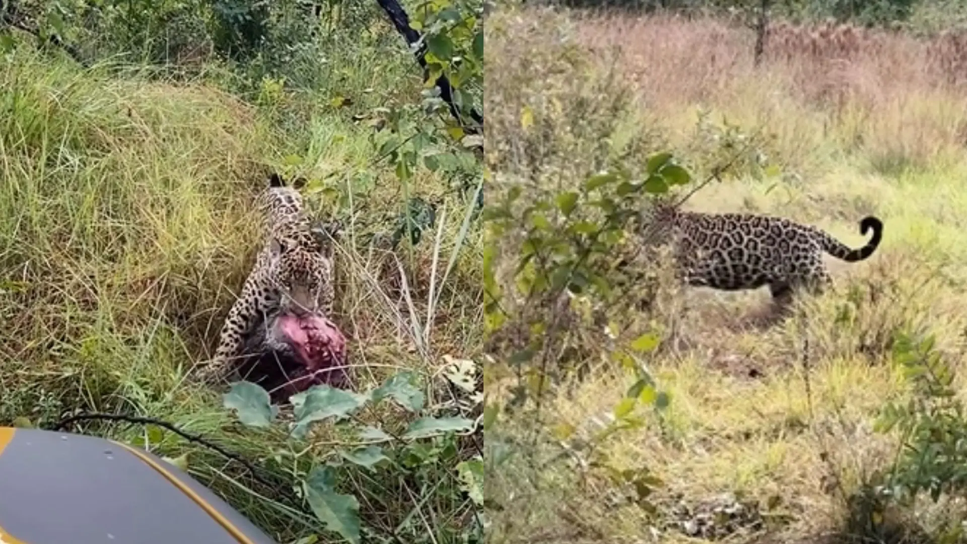 Onça sumida há anos ressurge no Pantanal de MS após machos dominantes desocuparem área