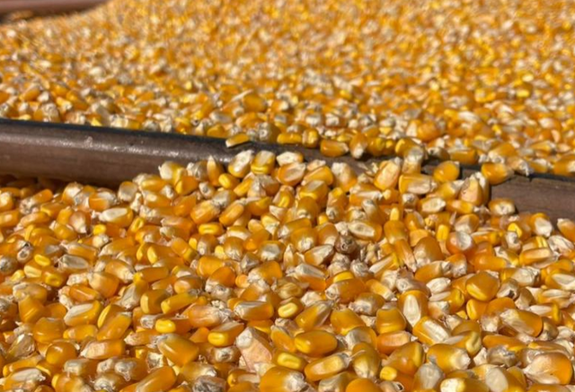 Colheita de milho passa de 1 milhão de hectares em MS e chega a 49% da área