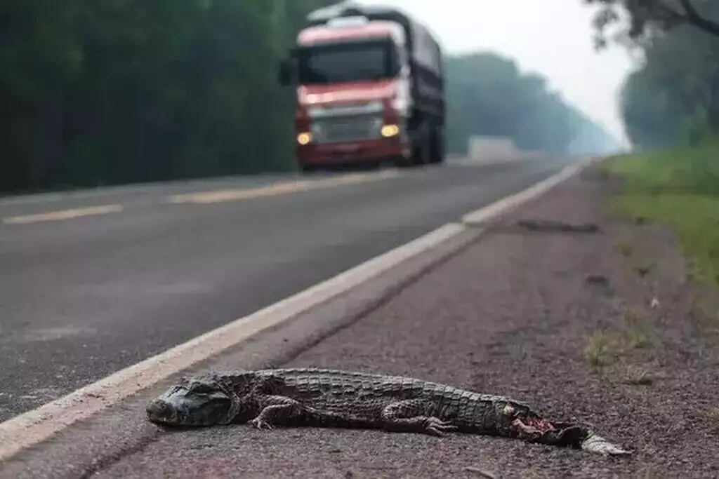 Cercas reduzem atropelamentos de jacarés em 70% na BR-262, mas efeito varia entre espécies