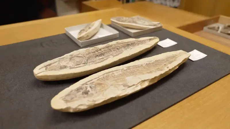 Os fósseis brasileiros guardados em museu britânico que voltarão ao país para recompor acervo do Museu Nacional destruído em incêndio