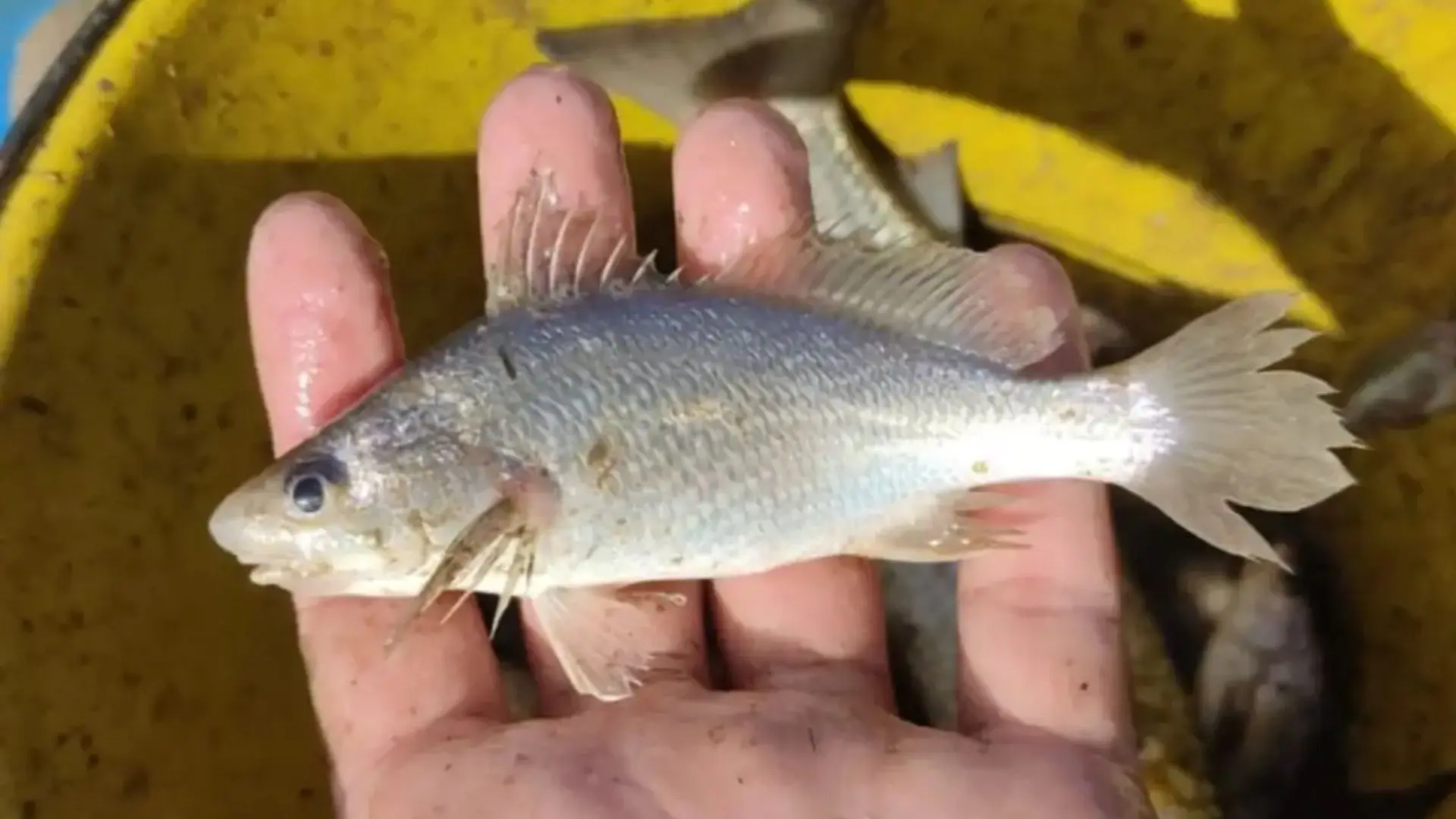 Cientistas identificam taxa recorde de deformações em peixes do ES