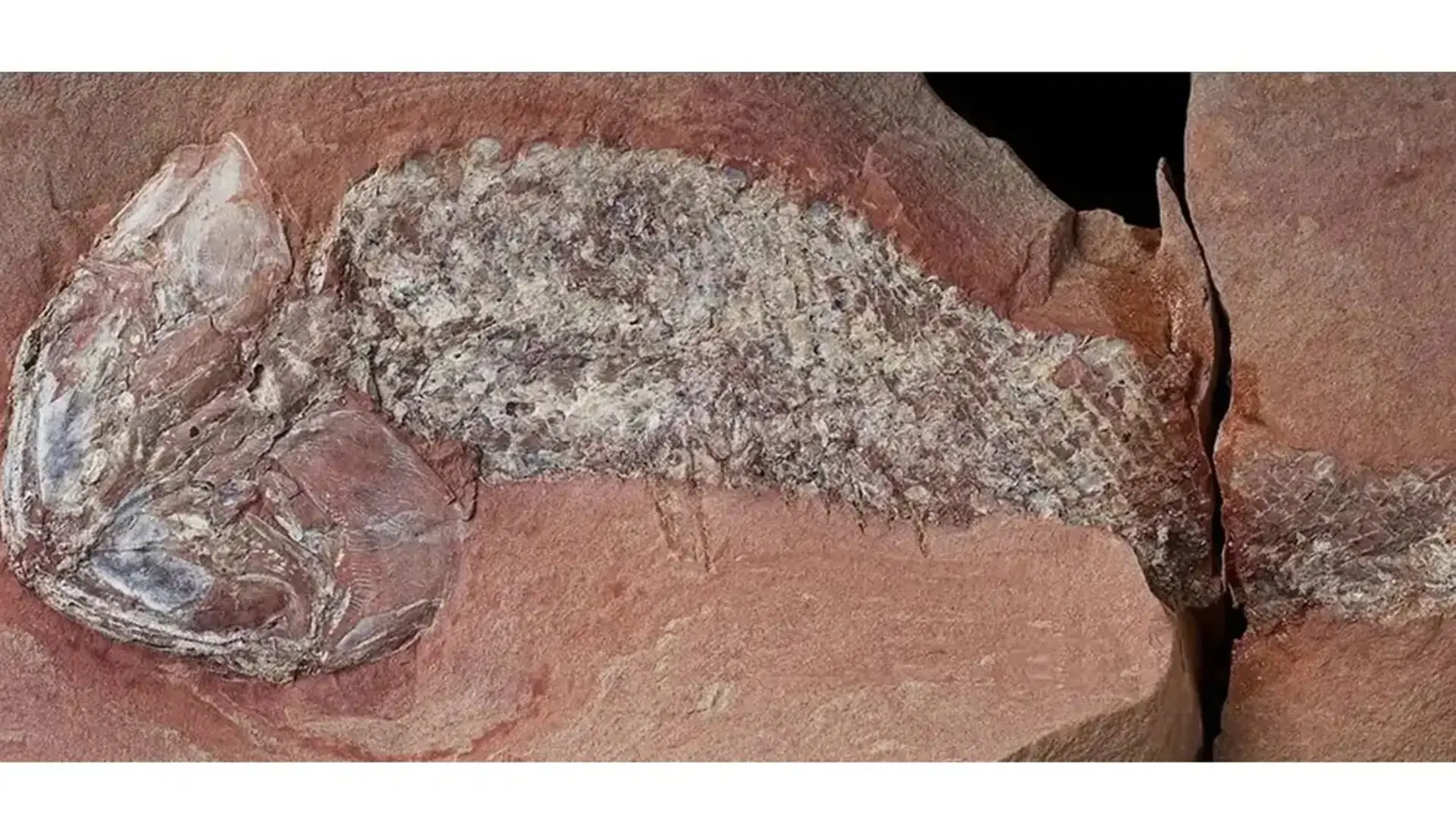 Estudo mostra fóssil de peixe pré-histórico encontrado em Mato Grosso