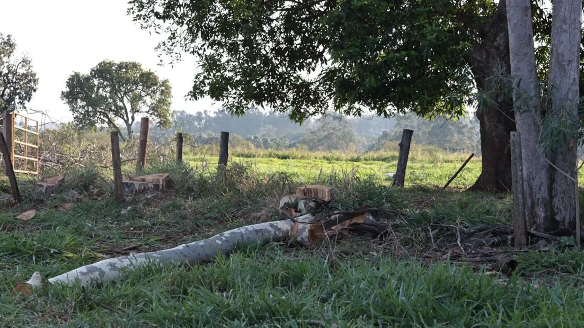 Trabalhador morre eletrocutado durante poda de árvore