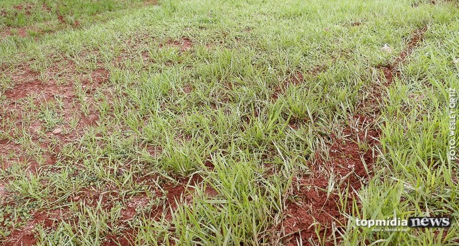 Criminosos abatem vaca e deixam apenas cabeça e vísceras em Santa Rita do Pardo