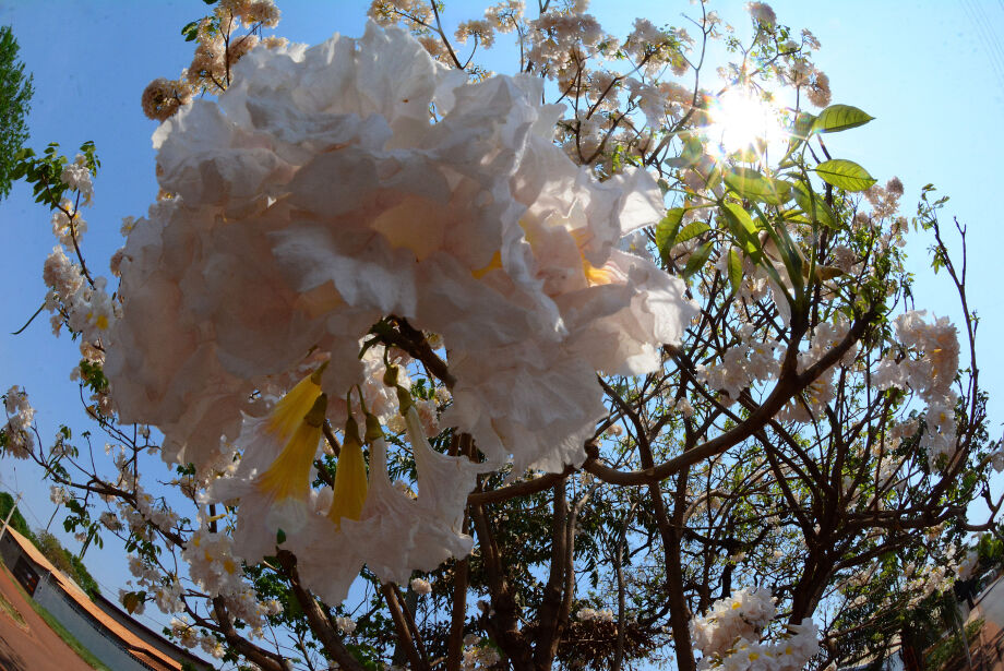 Primavera terá chuvas acima da média e risco de onda de calor em MS