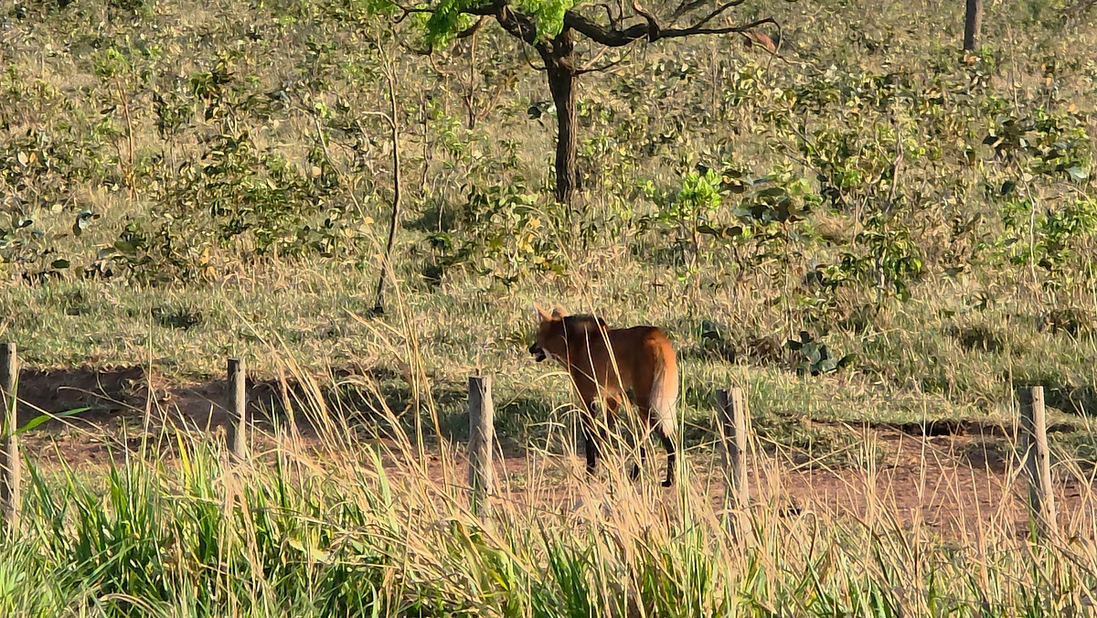 Lobo-guará é flagrado caminhando às margens da MS-430 entre São Gabriel do Oeste e Rio Negro