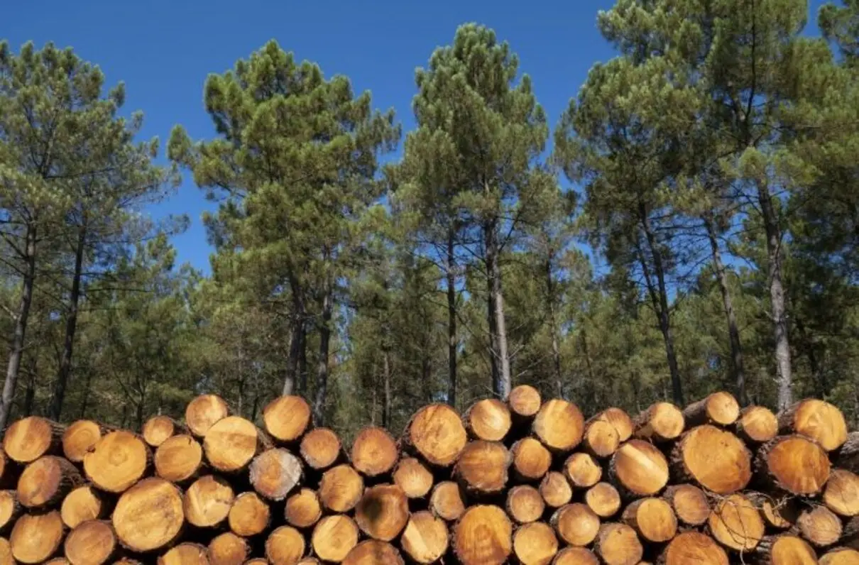 Silvicultura em MS bate recorde de R$ 5,65 bilhões em 2025