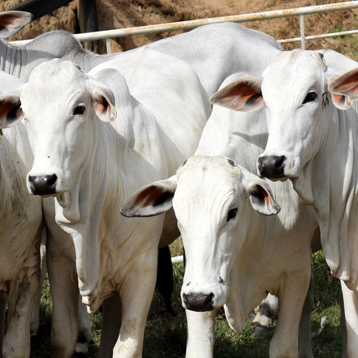 Cotação do boi e da vaca tem valores atualizados na região de Coxim
