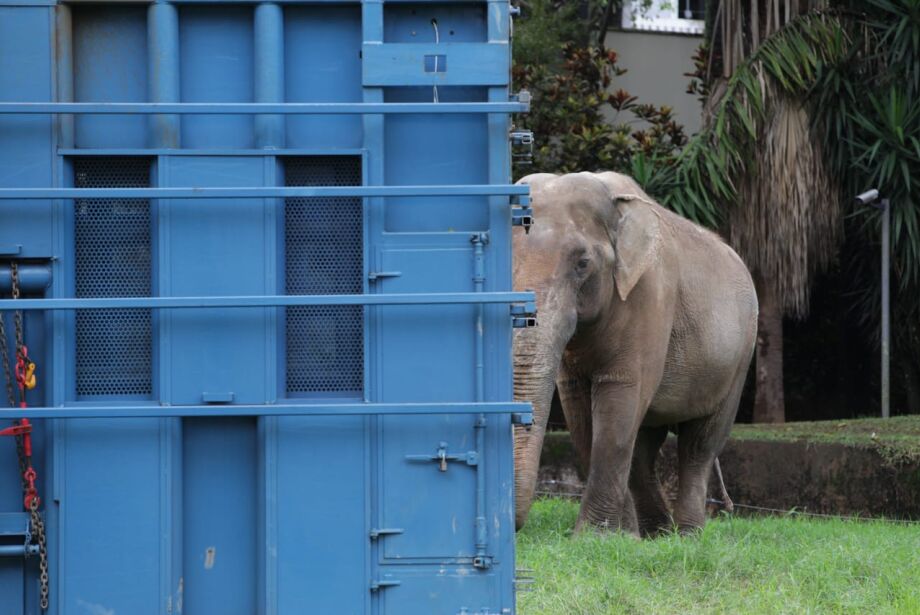 Transporte do elefante Sandro até santuário no MT conta com apoio da PRF-MS