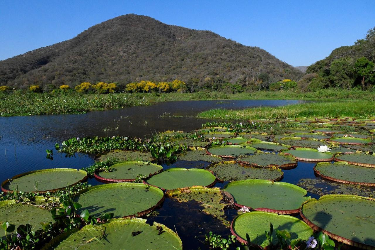 Lei do Pantanal leva proteção ambiental à rotina de quem vive e produz no bioma