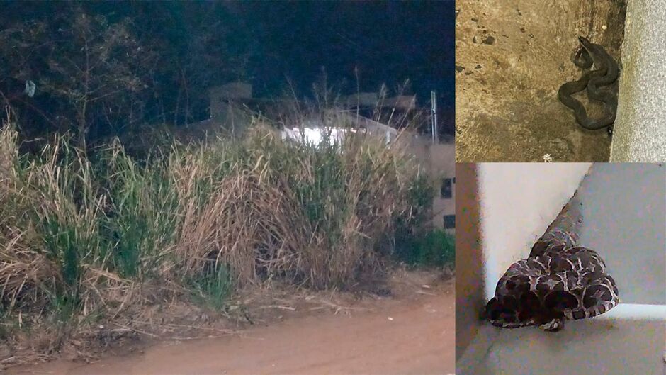Cobras viram rotina e assustam moradores do Figueiras do Park