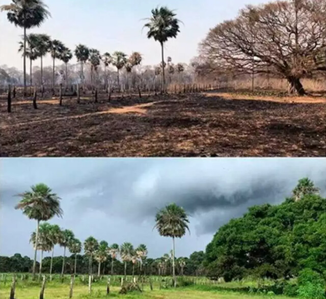 Incêndios causam mais perdas de carbono do que Pantanal consegue recuperar